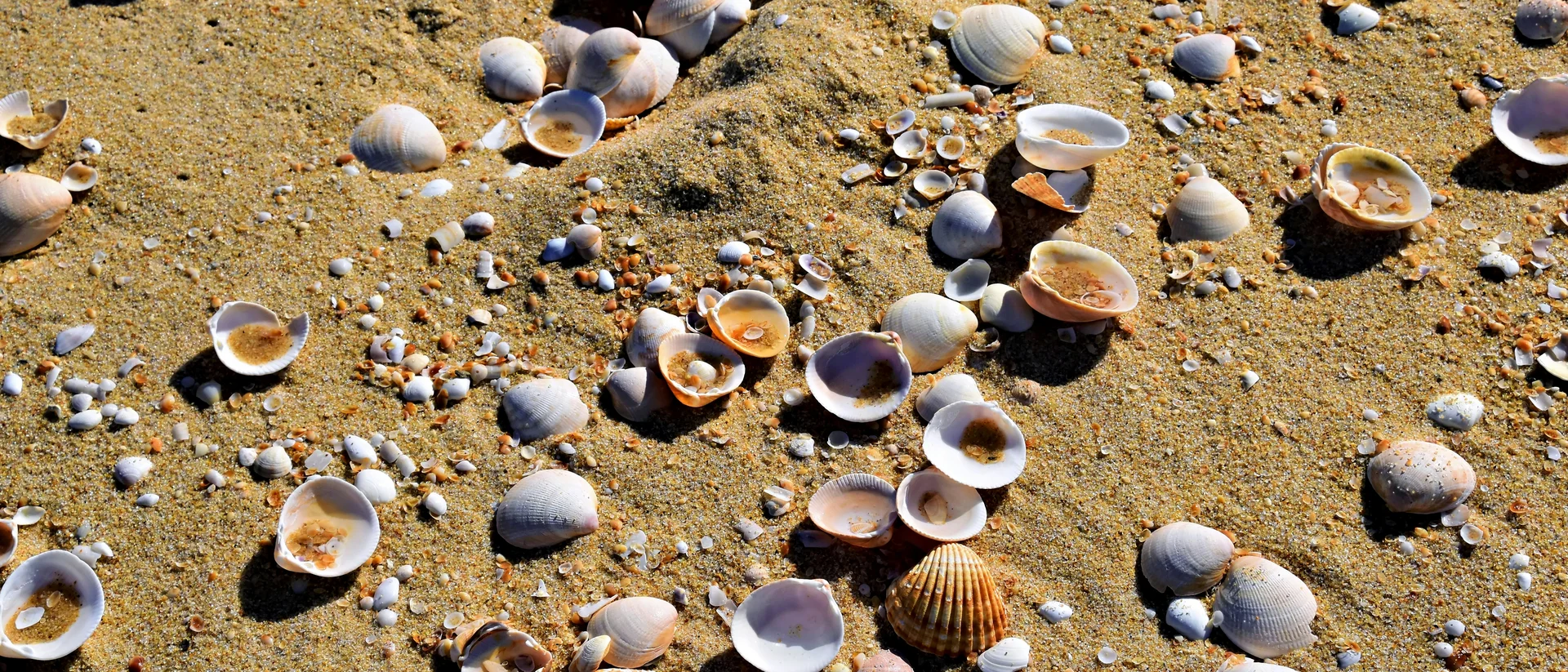 Hotel Rose Nuove: accoglienza familiare sul mare di Rimini Hotel Rose Nuove: accoglienza familiare sul mare di Rimini